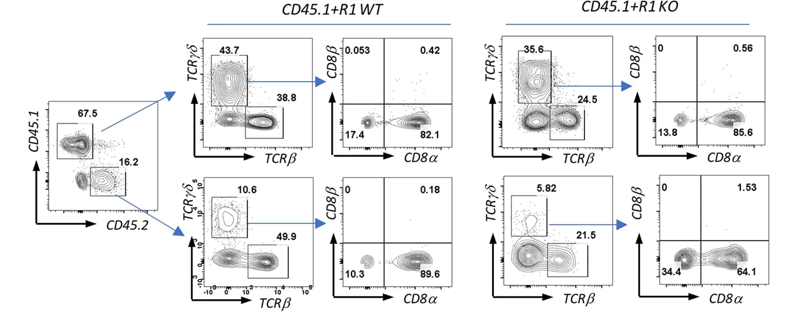 Open access visualization of Scatter Plot, FACS Plot, IEL Staining, BM Chimeric Mice, BM Cells