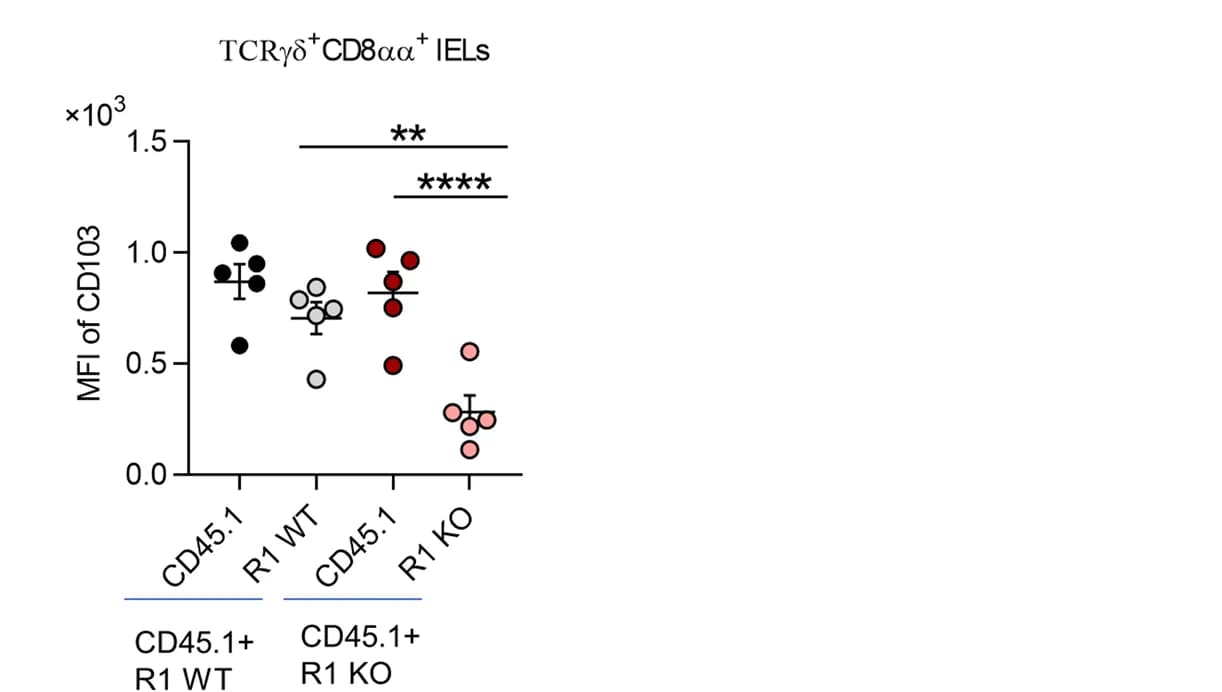 Open access visualization of Scatter Plot, Error Bars, MFI, CD103, TCRγδ+ CD8αα+ IELs