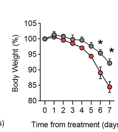 Open access visualization of Line Plot, Error Bars, Weight Loss, Smad3 -/- Mice, Smad3 +/+ Mice