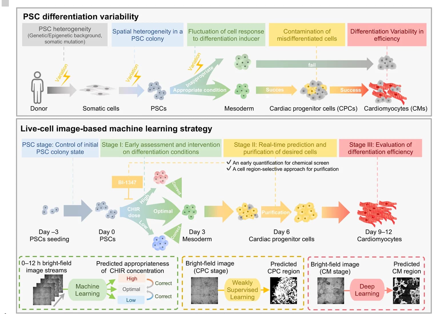Open access visualization of Workflow, Flowchart, Illustration, Microscopy, Photo
