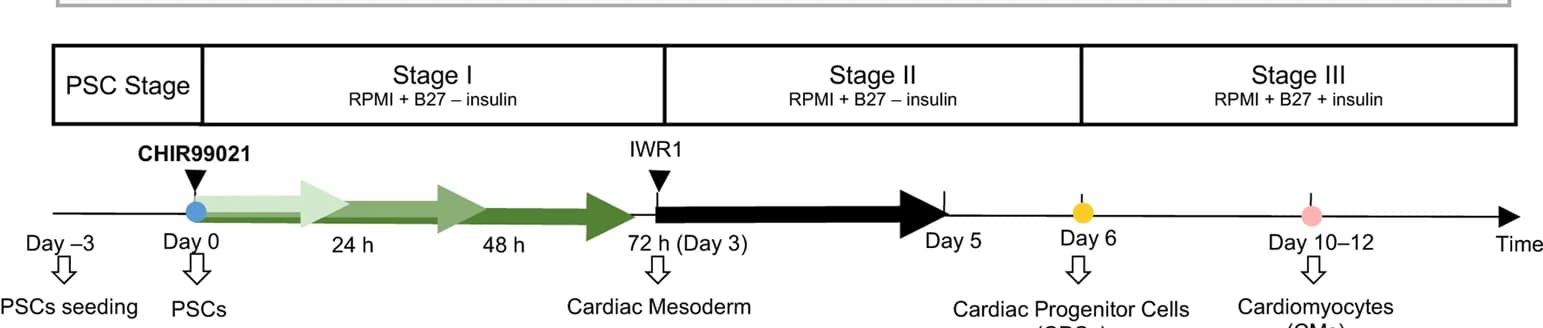Open access visualization of Workflow, Flowchart, PSC-to-CM Differentiation, Small-molecule Modulators, Wnt Signaling
