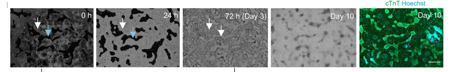 Open access visualization of Microscopy, Cell Location, Cell Morphology, Differentiated Cells, Bright-field Images