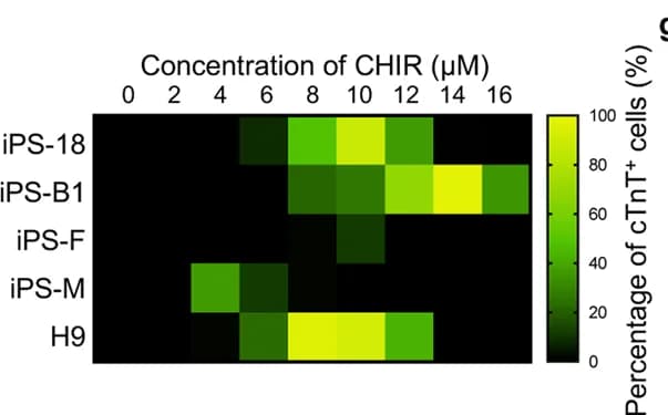 Open access visualization of Heatmap, Cardiac Differentiation, Efficiency, Variability, CHIR