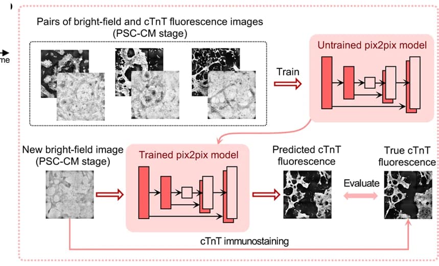 Open access visualization of Workflow, Illustration, Deep Learning, cTnT Fluorescence, Bright-Field Images