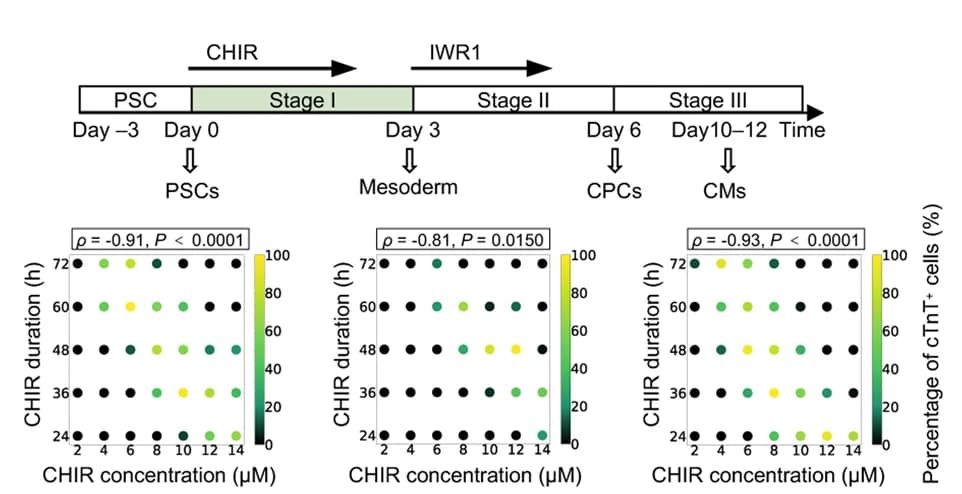 Open access visualization of Scatter Plot, CHIR Concentration, CHIR Duration, cTnT+ Cells, Correlation Analysis