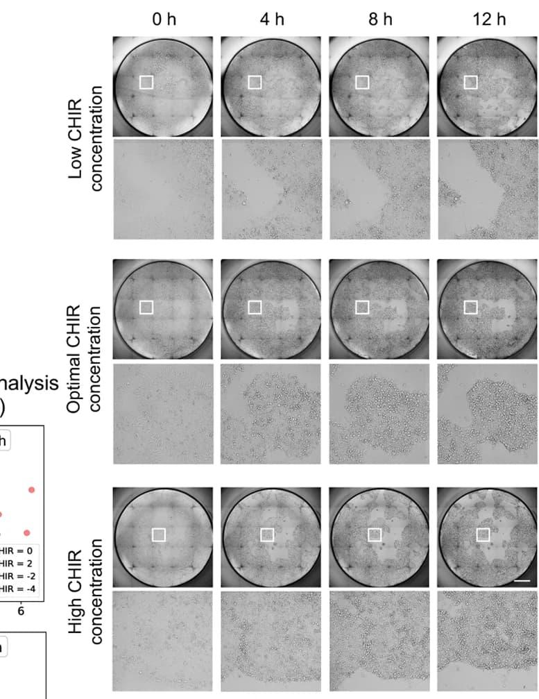 Open access visualization of Microscopy, Scatter Plot, Bright-Field Image, CHIR Concentration, Scale Bar