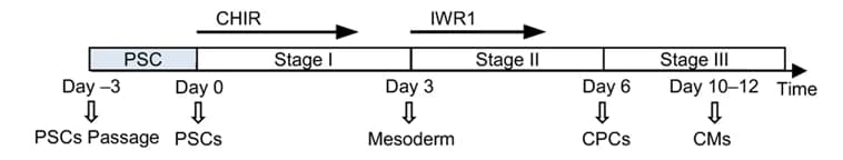 Open access visualization of Workflow, Flowchart, Cell Differentiation, Spatial Heterogeneity, PSC Colony