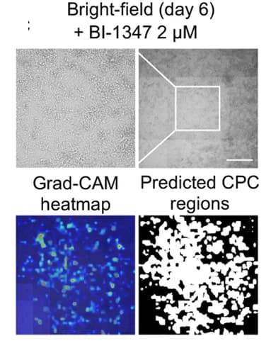 Open access visualization of Microscopy, Heatmap, Photo, BI-1347, CPC Regions