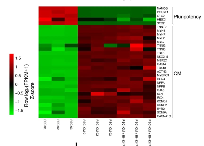 Open access visualization of Heatmap, Gene Expression Data, iPSC, iPSC-CM, BI-1347