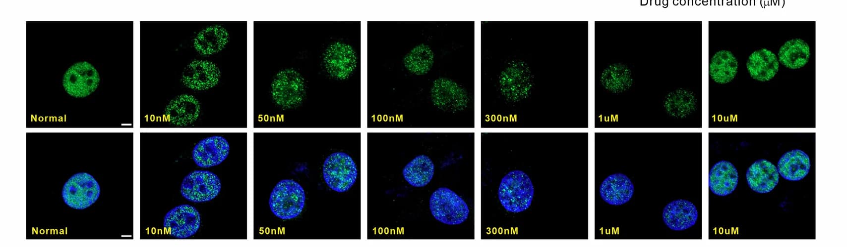Open access visualization of Microscopy, Immunofluorescence, BRD4, Condensates, ZXH-3-26