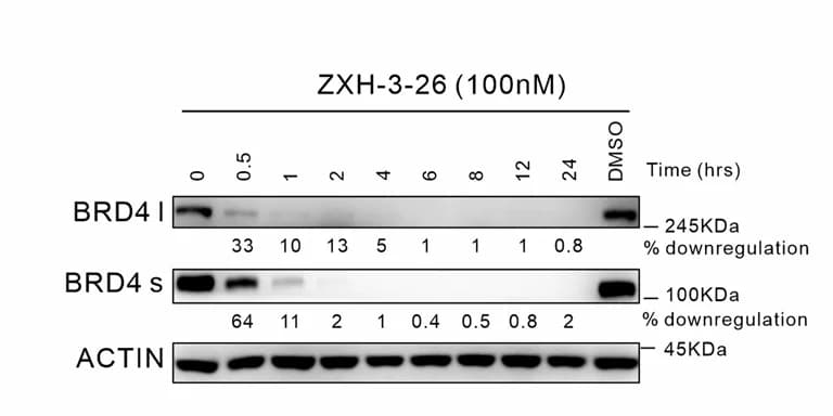 Open access visualization of Gel, BRD4, Western Blot, Time Points, ZXH-3-26