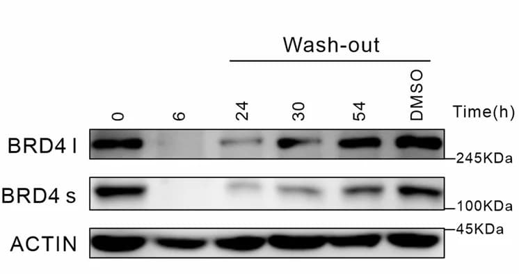 Open access visualization of Gel, Western Blotting, BRD4 Protein Level, ZXH-3-26
