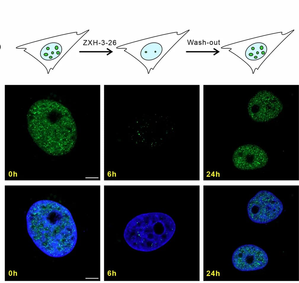 Open access visualization of Microscopy, Illustration, Workflow, Immunofluorescence, BRD4 Condensates