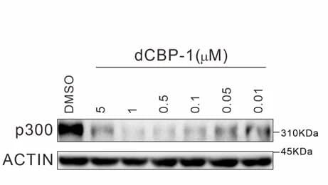 Open access visualization of Gel, Western Blotting, P300, HeLa Cells, dCBP-1