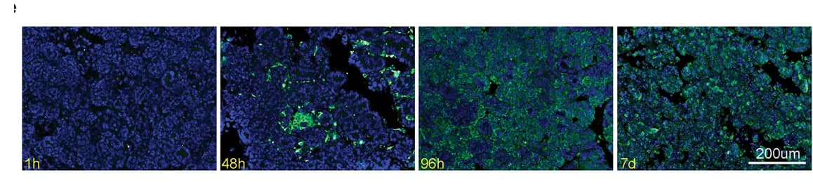 Open access visualization of Microscopy, MPXV, Immunostaining, Organoids, Virions