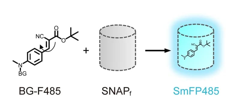 Open access visualization of Chemical Structure, Workflow, SmFP, SNAP f protein, BG-F485 fluorophore