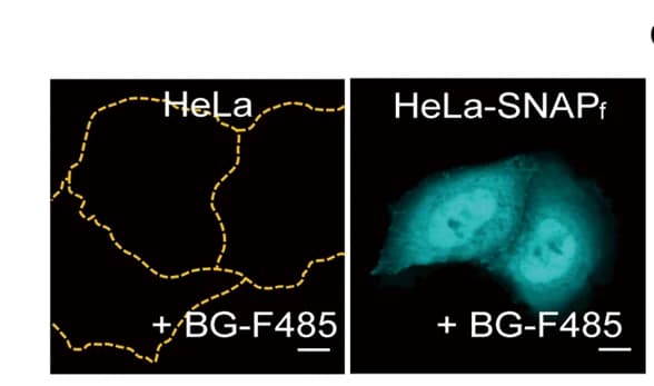 Open access visualization of Microscopy, Fluorescent images, SmFP485-expressing cells, HeLa cells, SNAP f vector