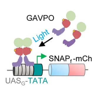 Open access visualization of Illustration, SmFP Expression, LightOn System, Blue Light, GAVPO