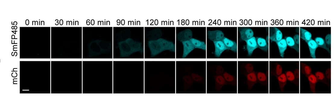 Open access visualization of Microscopy, Live Cell Imaging, SmFP485-mCherry fusion protein, Light, Scale bar
