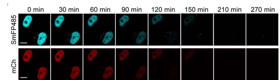 Open access visualization of Microscopy, SNAP f -Aid-mCherry-Histone Degradation, Auxin, SNAP f Protein, BG-F485