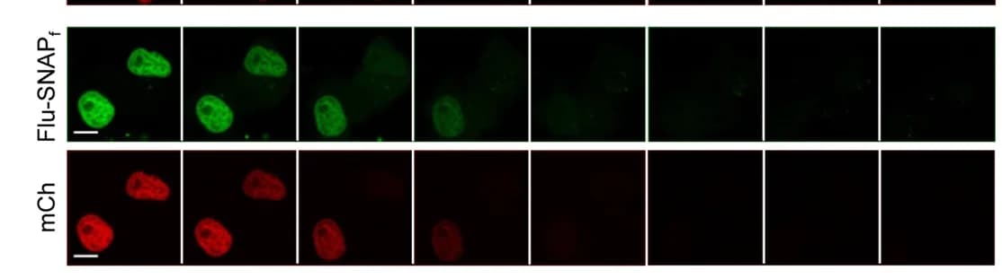 Open access visualization of Microscopy, SNAP f -Aid-mCherry-Histone Degradation, Auxin, SNAP f Protein, BG-Fluorescein