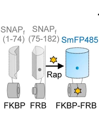 Open access visualization of Illustration, Bimolecular Fluorescence Complementation, BiFC, SmFP485 Fragments, SNAP f