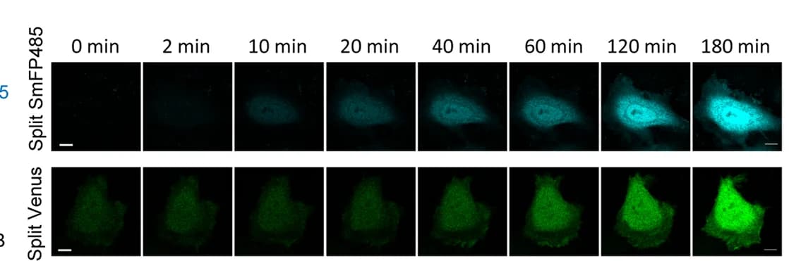 Open access visualization of Microscopy, Rapamycin-Induced Fluorescence, SmFP485 Fragment, Venus Fragment, Scale Bar