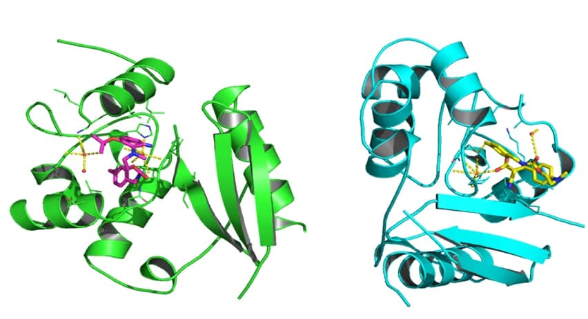 Open access visualization of Protein Structure, Chemical Structure, SmFP485, Subunit A, Subunit B