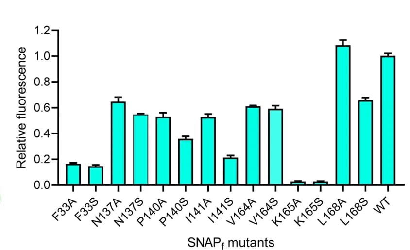 Open access visualization of Bar Plot, Error Bars, Fluorescence, Mutations, Binding Pocket