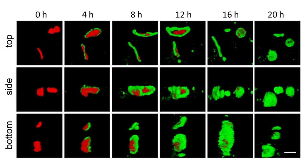 Open access visualization of Microscopy, Time-Lapse Imaging, CX43 Protein, Gap Junctions, HeLa Cells