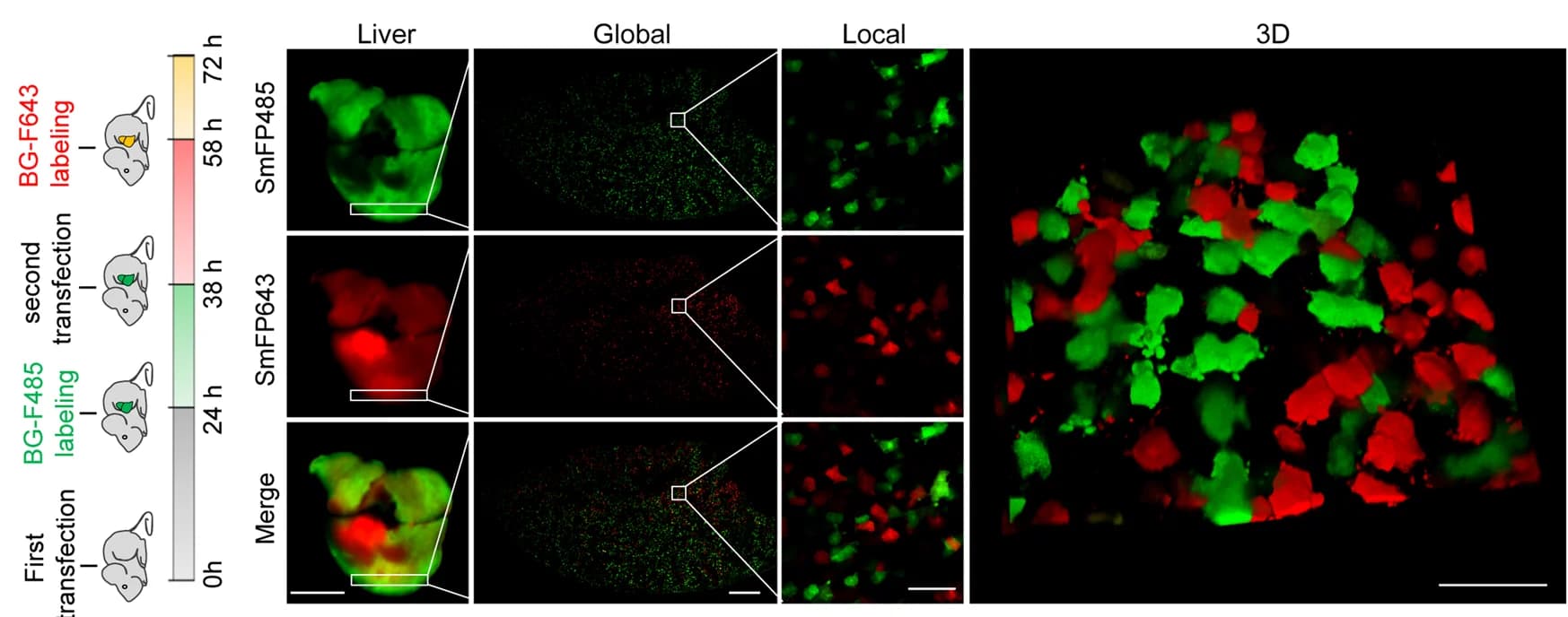 Open access visualization of Microscopy, Workflow, Multi-Color In Vivo Pulse-Chase, SNAP f Synthesis, Mouse Livers