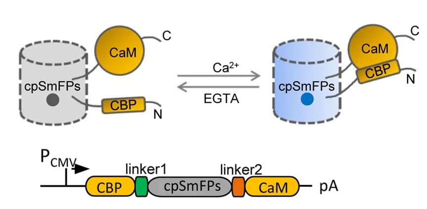 Open access visualization of Workflow, Illustration, Synthetic indicators, Calcium, Calmodulin
