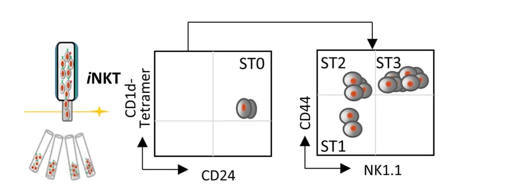 Open access visualization of Scatter Plot, Workflow, Illustration, Sorting Strategy, NKT Cells