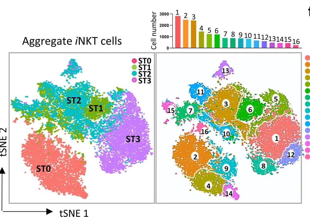 Open access visualization of Scatter Plot, Bar Plot, t-SNE Plots, scRNA-seq, NKT Cells
