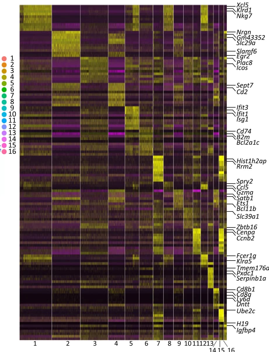 Open access visualization of Heatmap, Clustered, Differentially Expressed Genes, Gene Expression, Clusters