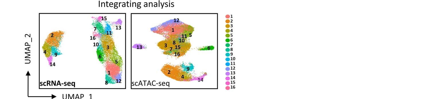 Open access visualization of Scatter Plot, UMAP, UMAP plot, scRNA-seq, scATAC-seq
