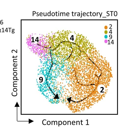 Open access visualization of Scatter Plot, ST0 i NKTp, Pseudotime, State-Space, Monocle 3