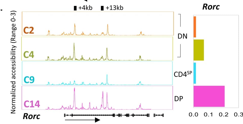 Open access visualization of Line Plot, Bar Plot, scATAC-seq Browser Tracks, Rorc, ST0 i NKTp Clusters