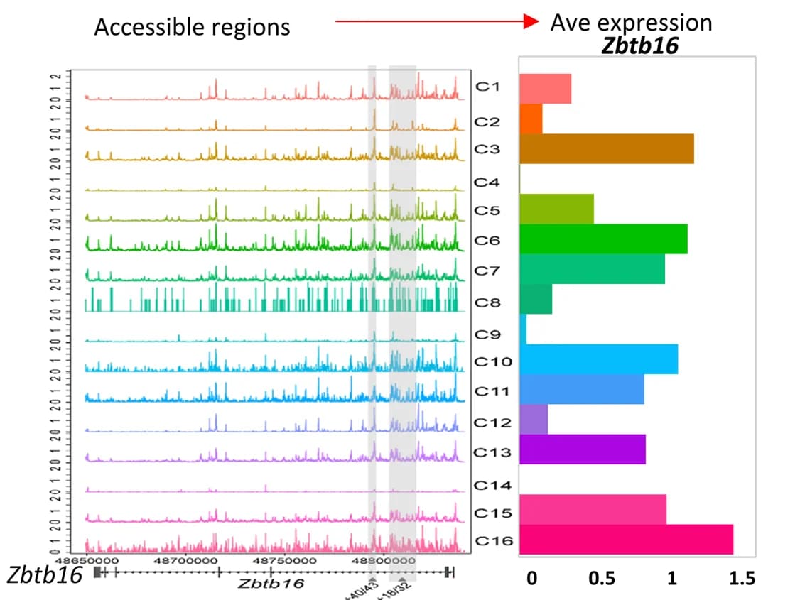 Open access visualization of Bar Plot, Line Plot, scATAC-seq, Zbtb16, i NKT Cell Clusters