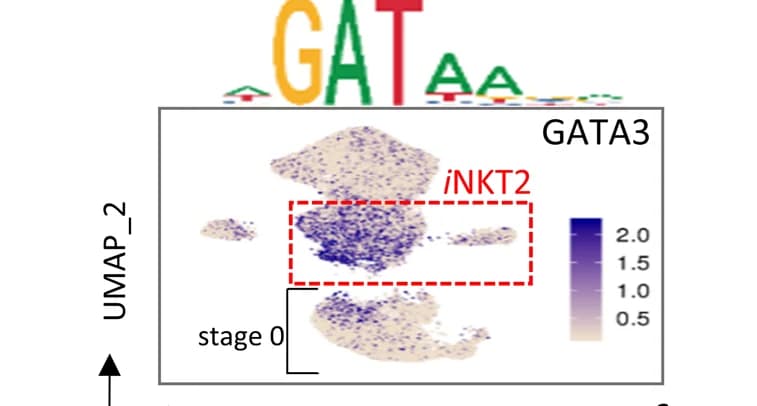 Open access visualization of UMAP, UMAP Projection, GATA3, Binding Motifs
