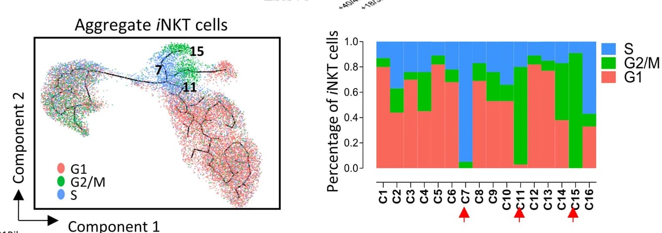 Open access visualization of Scatter Plot, Stacked Bar Plot, Single-Cell Gene Expression, G1, G2/M