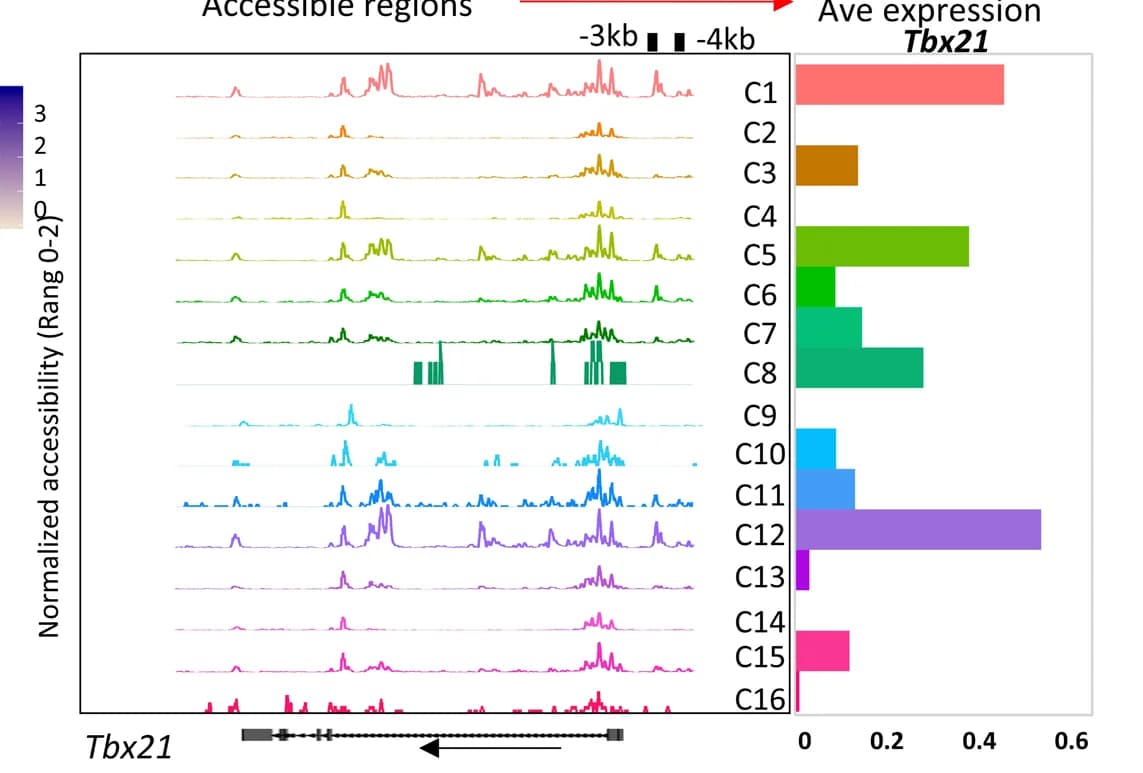Open access visualization of Bar Plot, Line Plot, scATAC-seq, Browser tracks, Tbx21