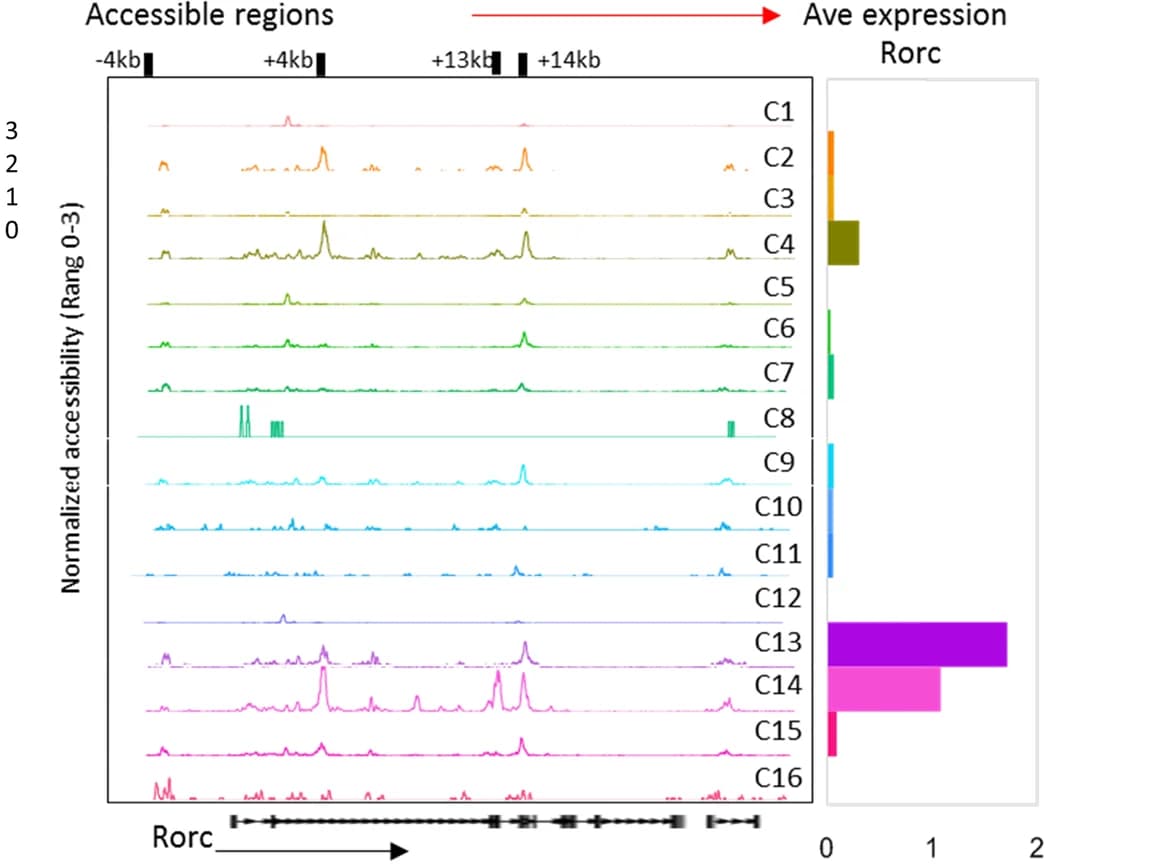 Open access visualization of Line Plot, Bar Plot, scATAC-seq, Browser tracks, i NKT Cell
