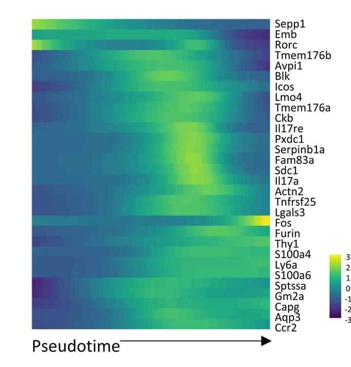 Open access visualization of Heatmap, Pseudotime, Gene expression, scRNA-seq