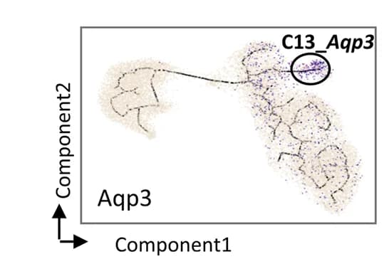Open access visualization of Scatter Plot, UMAP, Pseudotime plot, Gene expression, Cell development