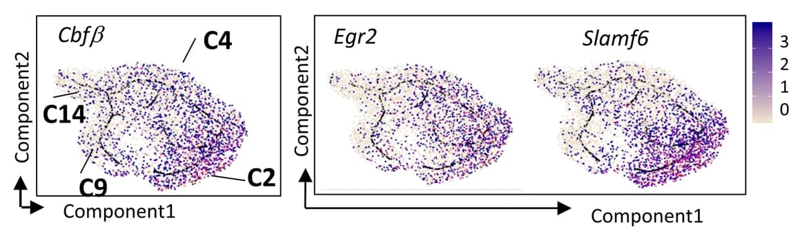 Open access visualization of Scatter Plot, UMAP, PCA, i NKT cells, Single-cell gene expression