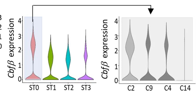 Open access visualization of Violin Plot, Violin plots, i NKT cells