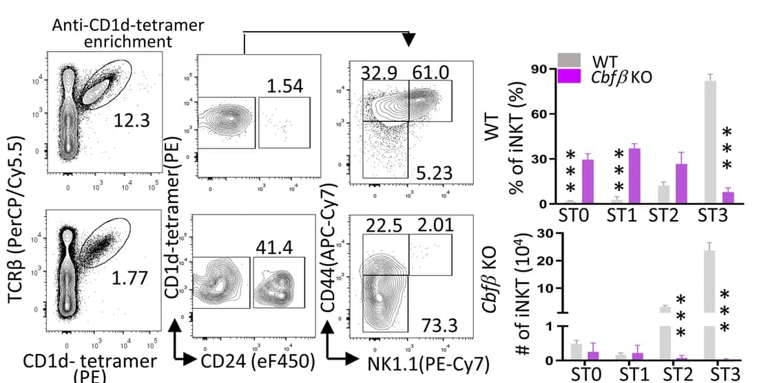 Open access visualization of Bar Plot, Scatter Plot, Flow plots, i NKT cells, KO mice