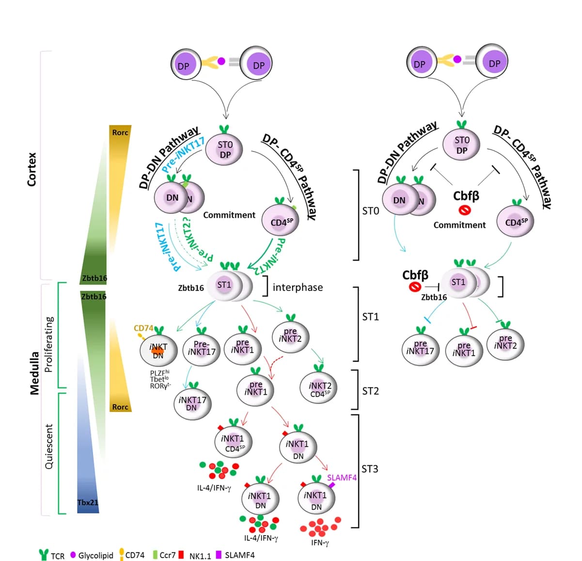 Open access visualization of Workflow, Flowchart, Schematic model, i NKT cells, Developmental trajectory