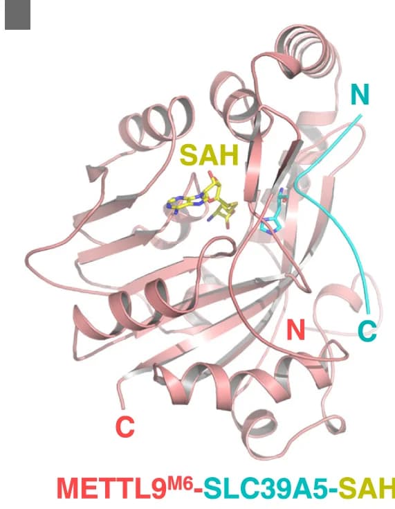 Open access visualization of Protein Structure, Domain Architecture, Human METTL9, SLC39A5, Mouse mS100A9